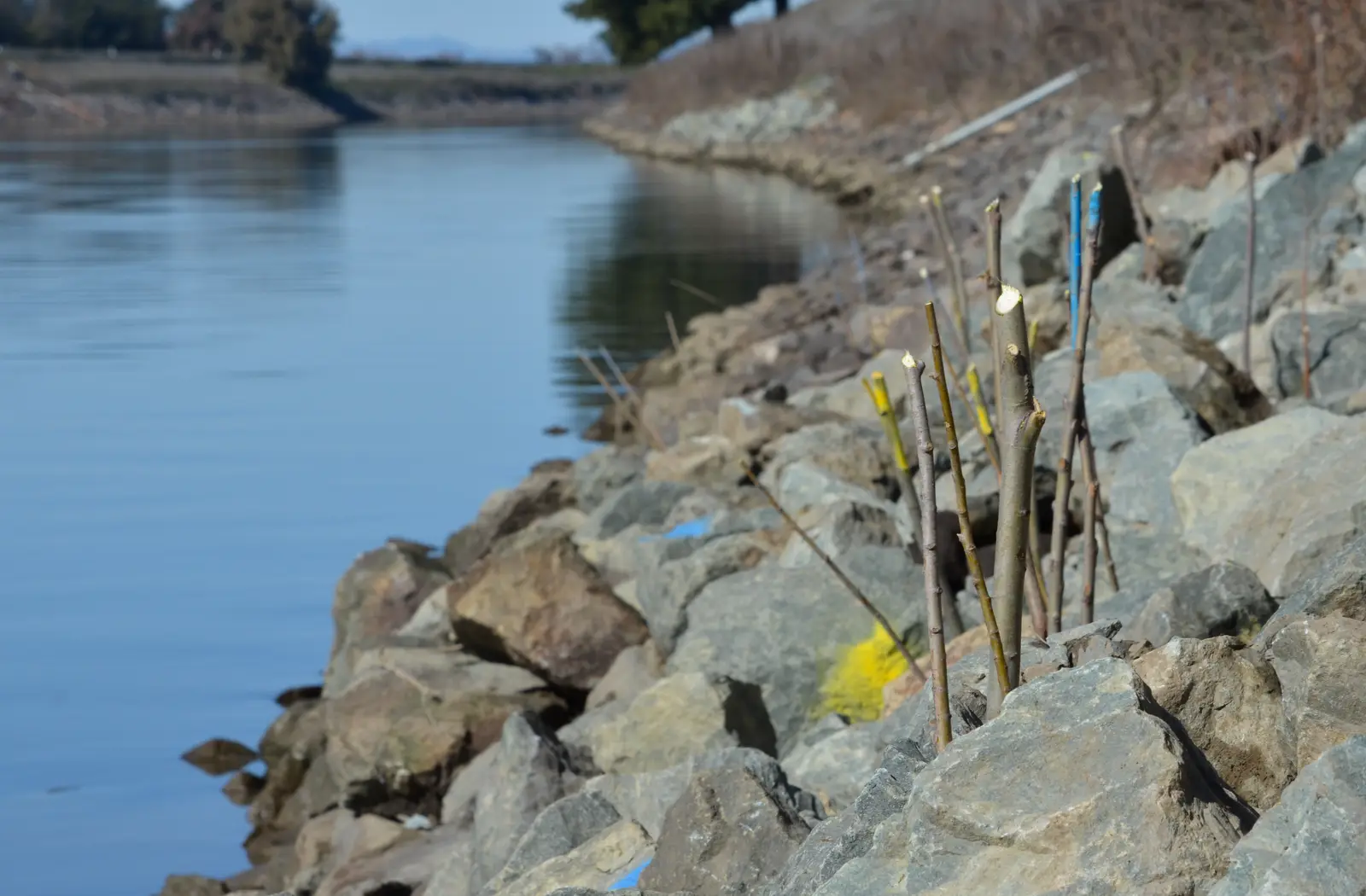 Willow poles along a Sacramento River levee in the Walnut Grove corridor near Paintersville, California